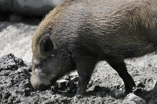 stock image Wild boar