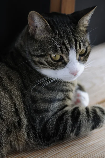 リラックスした猫 — ストック写真