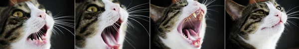 Esneme kedi — Stok fotoğraf