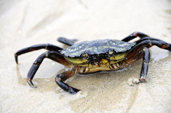 stock image Crab walking on beach