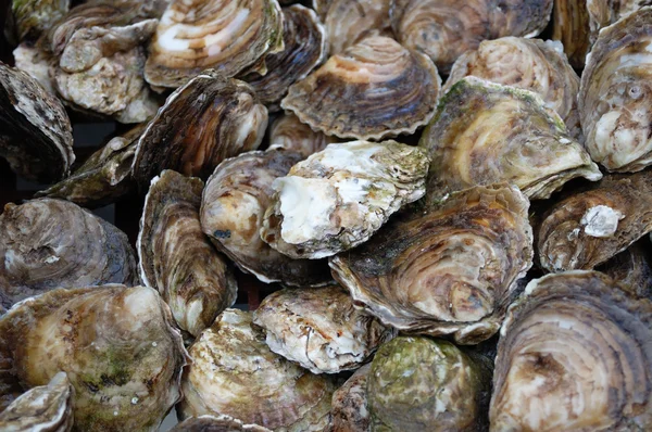 Stock image Oysters