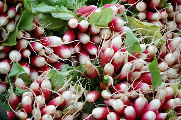 stock image Radish