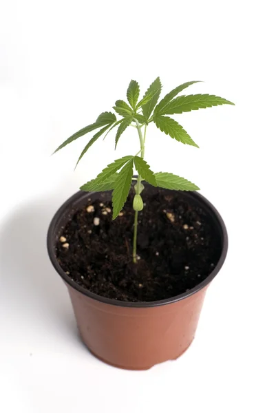 stock image Young cannabis plant