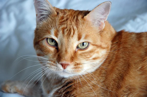 Červená kočka — Stock fotografie