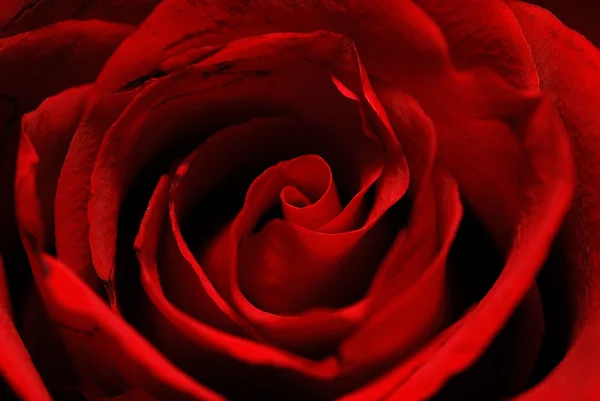 Róża makro Obrazy Stockowe bez tantiem