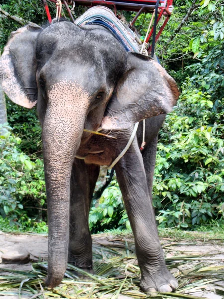 stock image elephant used for riding