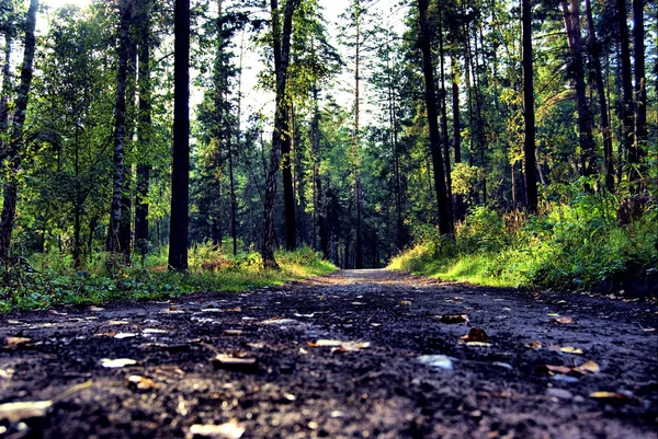 stock image view of the road in the wood