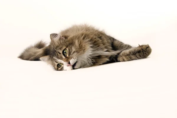 A cat — Stock Photo, Image