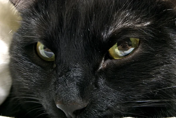 Wirydarz Góry Fotografia Czarny Kot — Zdjęcie stockowe