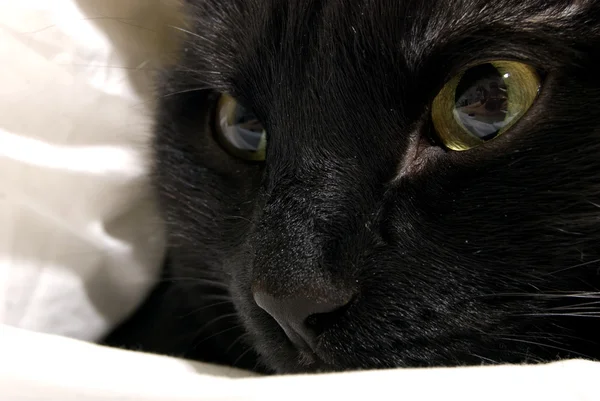 Γκρο Πλαν Φωτογραφία Της Μαύρης Γάτας — Φωτογραφία Αρχείου