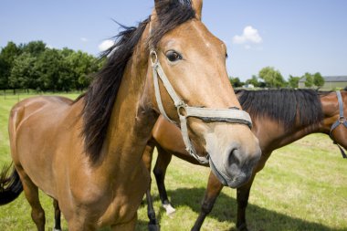 Horse clipart