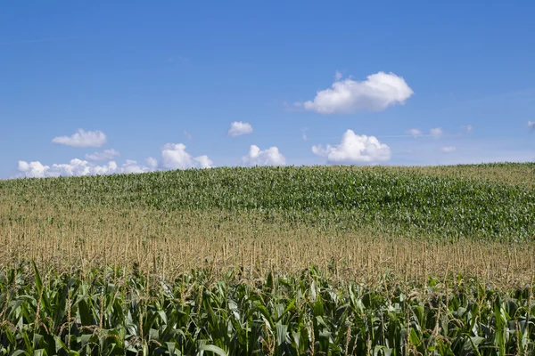 Corn fields — Stock Photo, Image