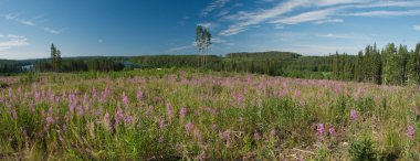 Nature ladscape of Central Finland. clipart