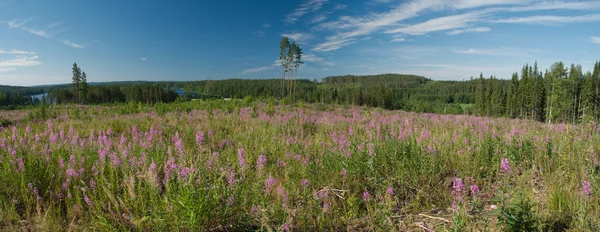 Nature ladscape of Central Finland. — Stock Photo, Image