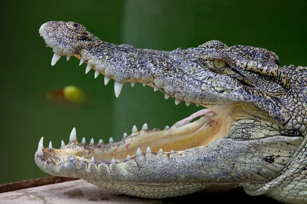 Вид сбоку открытый рот крокодила — стоковое фото