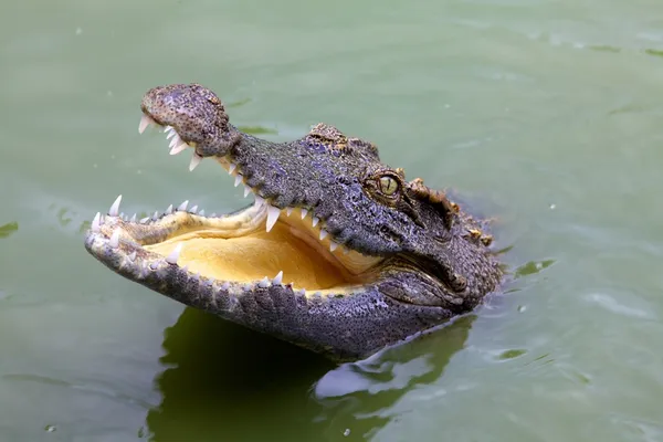 Boca aberta de crocodilo — Fotografia de Stock