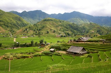 Sapa Vietnam Rice Terraces clipart
