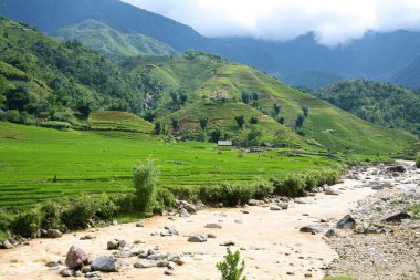 sapa vietnam pirinç terasları