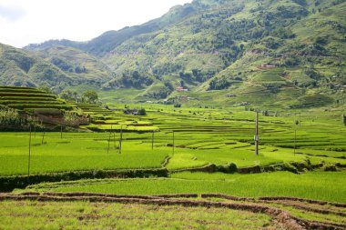 sapa vietnam pirinç terasları