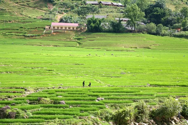 Sapa vietnamské rýžové terasy — Stock fotografie