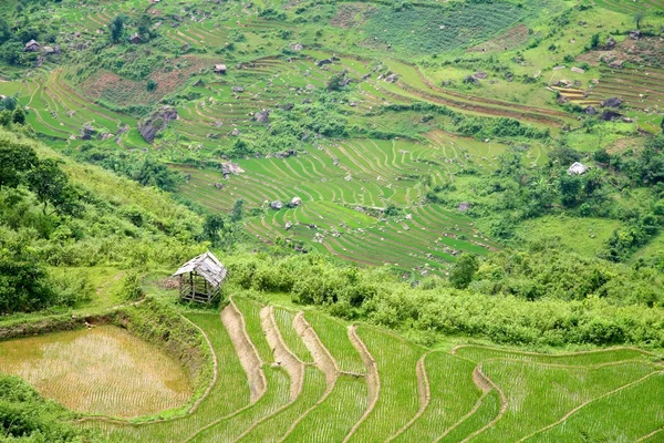 Sapa vietnamské rýžové terasy — Stock fotografie