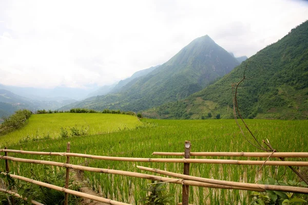 Sapa Wietnam ryżu tarasy — Zdjęcie stockowe