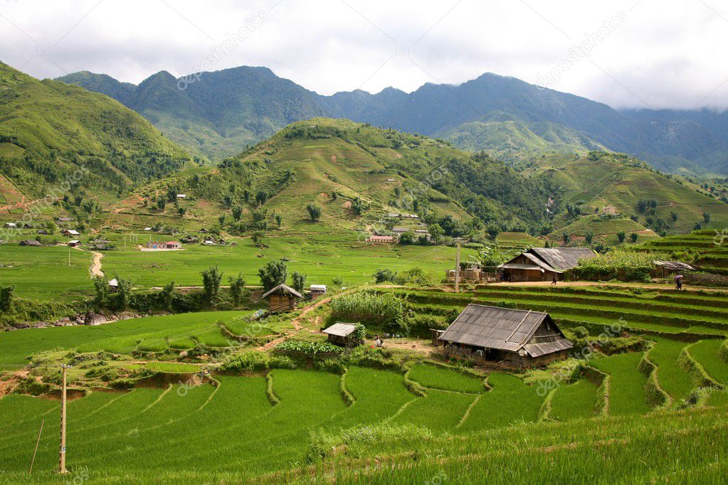 Sapa Vietnam Rice Terraces