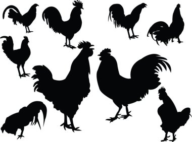 Roosters clipart