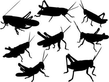 Grasshoppers clipart