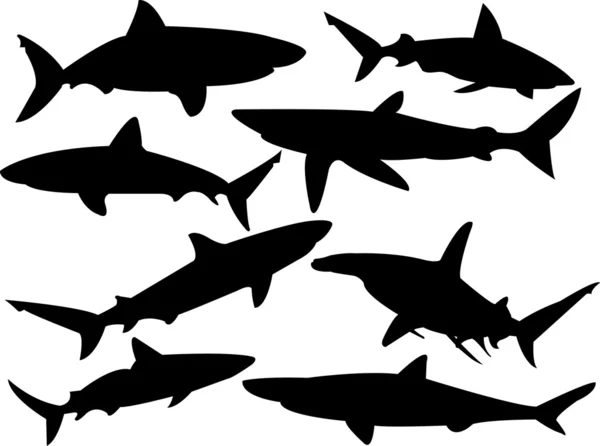 stock vector Sharks