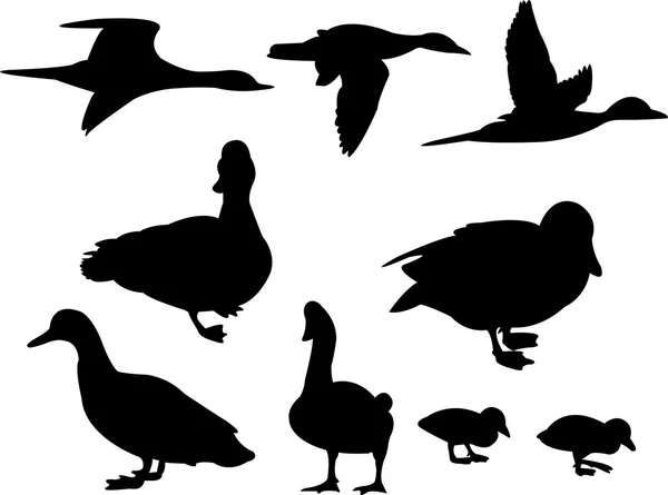 鸭子 — 图库矢量图片
