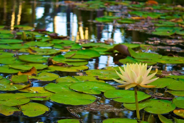 Lotus çiçeği.