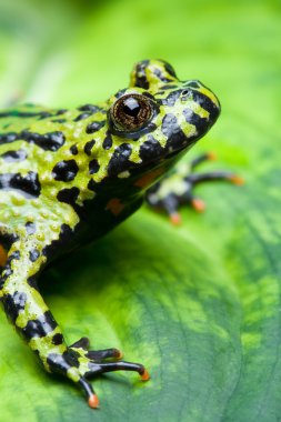 Frog on a leaf clipart