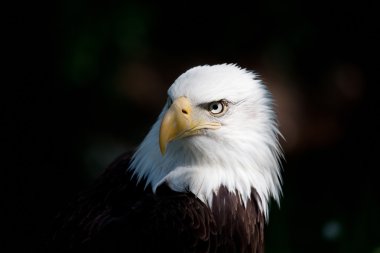 Bald eagle clipart