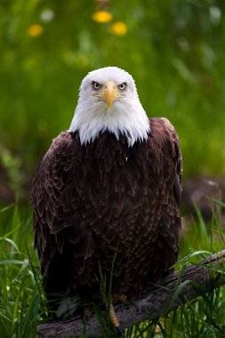 Bald eagle clipart