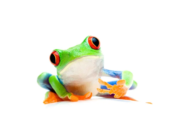 개구리 호기심 흰색 절연 — 스톡 사진