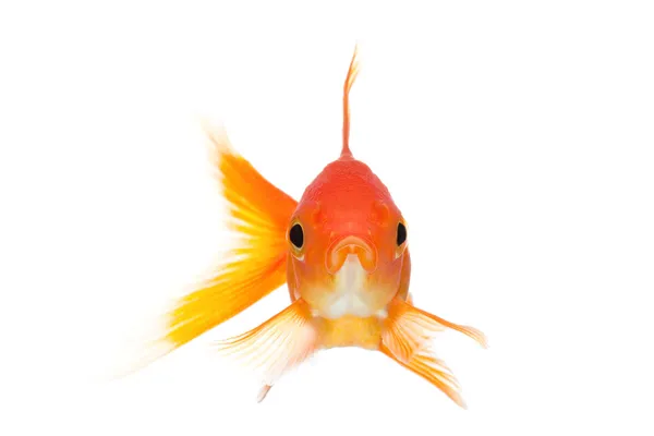 Goldfish vista frontal isolado no branco — Fotografia de Stock