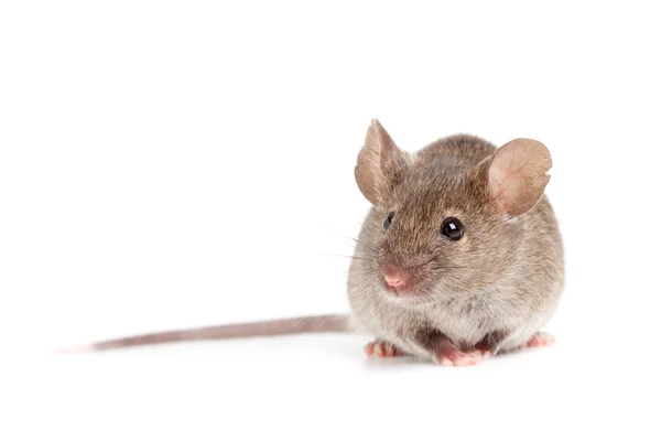 Šedá myš izolovaných na bílém — Stock fotografie