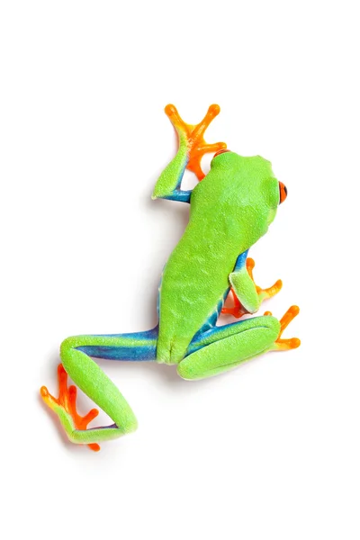 Žába z procházky, izolované na bílém — Stock fotografie