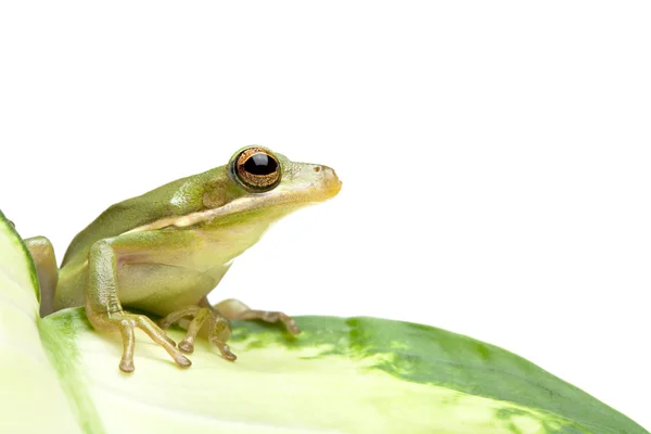 绿树蛙 — 图库照片