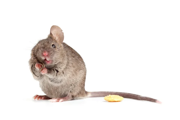 Dumme Maus isoliert auf weiß — Stockfoto