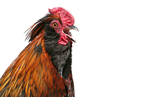 Rooster crowing — Stock Photo, Image