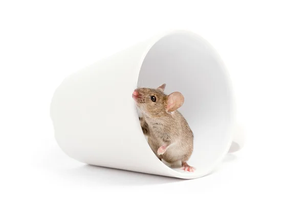 Mysz w filiżance odizolowanej na białym — Zdjęcie stockowe