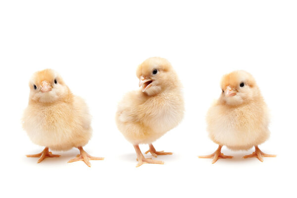 Three cute baby chickens chicks