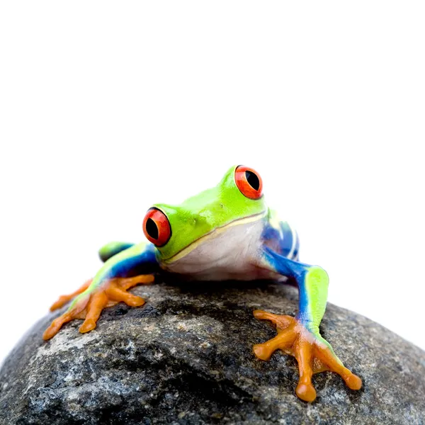 Frosch auf Felsen — Stockfoto