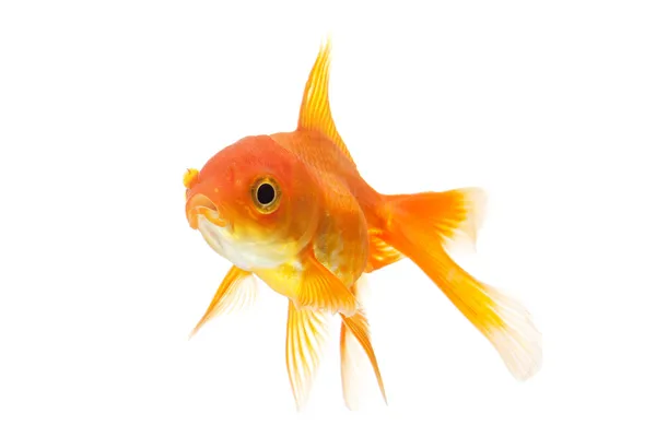 Goldfisch Nahaufnahme isoliert auf weiß — Stockfoto