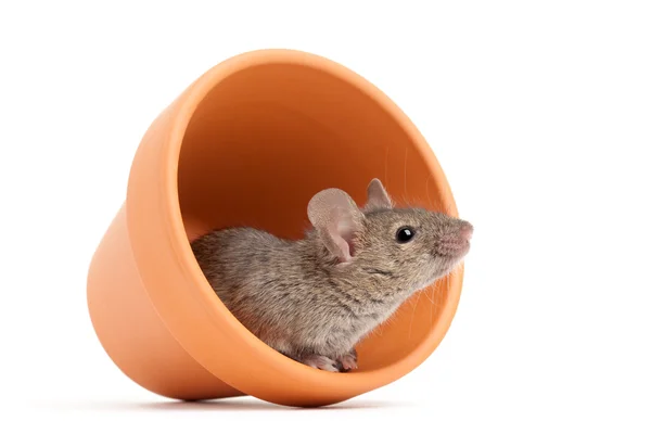 Mysz w doniczce na białym tle — Zdjęcie stockowe