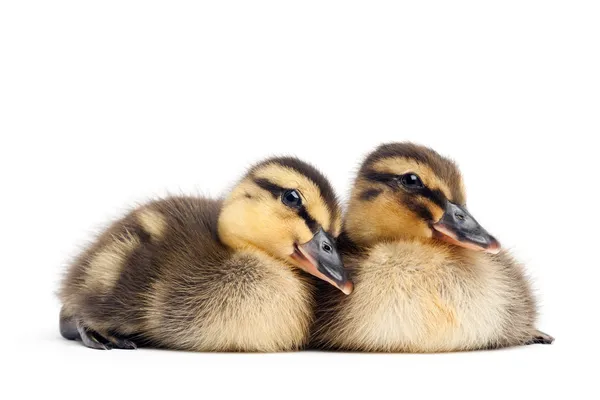 2 ducklings 흰색 절연 — 스톡 사진