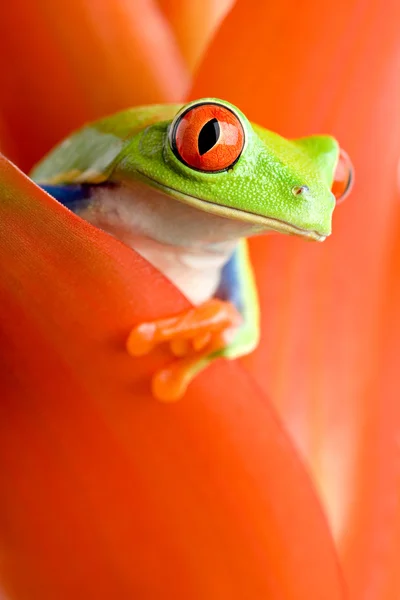 식물에 있는 개구리 — 스톡 사진