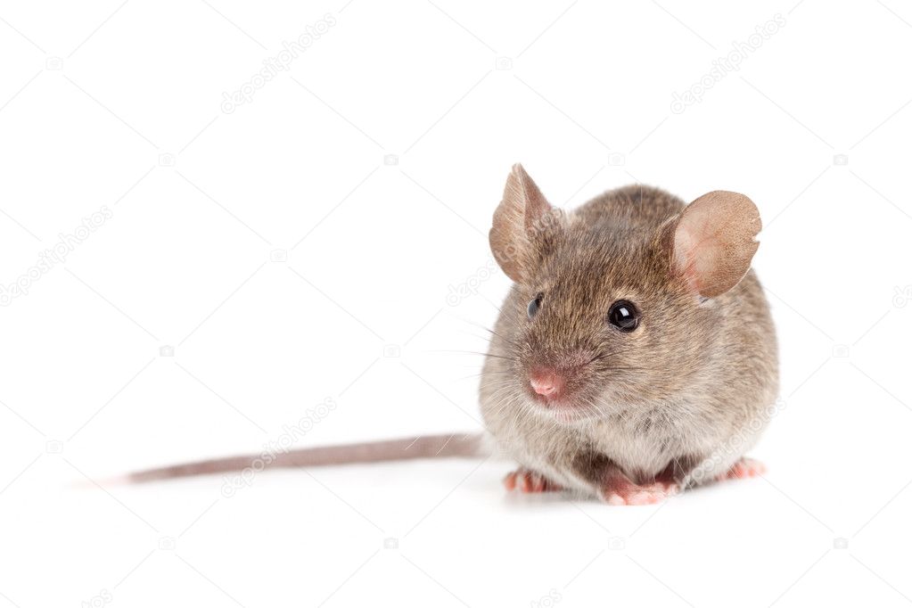 Grey mouse isolated on white Stock Photo by ©alptraum 3885738